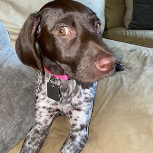 Meet your Posher, Spencer